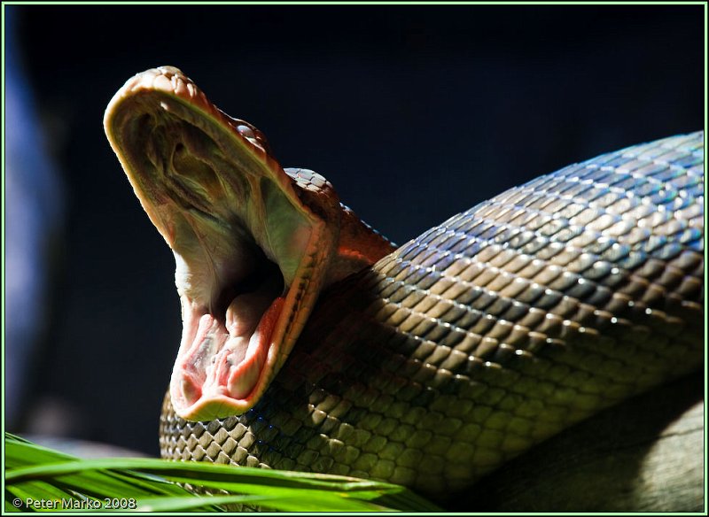 WV8X8311.jpg - Autralian snakes, Sydney, Australia.